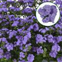 Bild von Ageratum P12 Monarch Blue